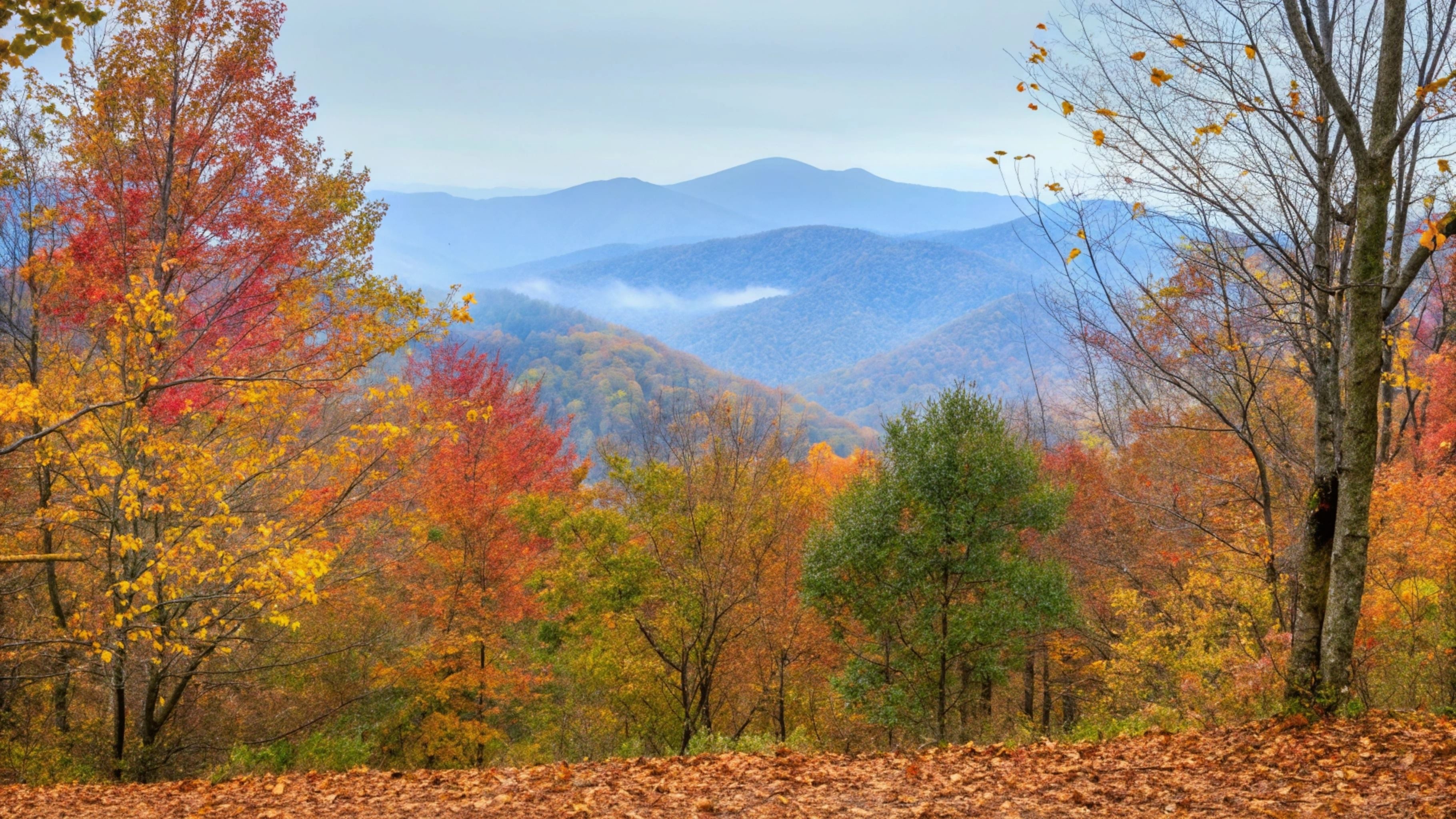Fall colors in Great Smoky Mountains National Park, Tennessee